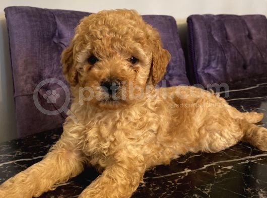 Poodle Bebeklerimiz görsel