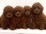 Resmi̇ Ruhsatli İşletmeden Toy Poodle Yavrular