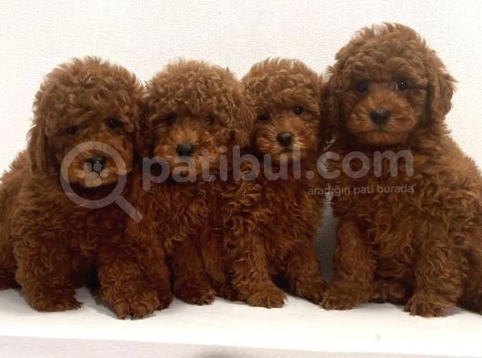 RESMİ RUHSATLI İŞLETMEDEN TOY POODLE YAVRULAR