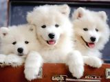 KAR BEYAZ SAMOYED BEBEKLER