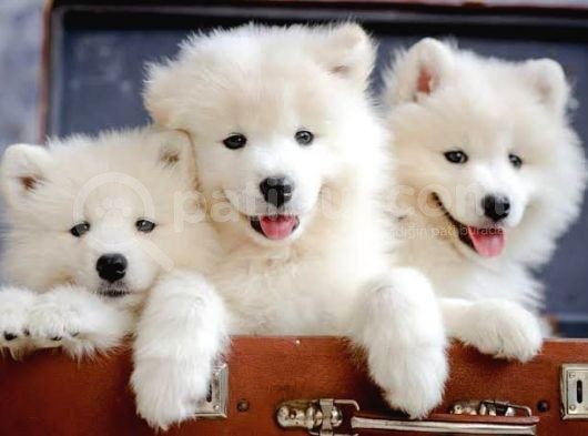 Kar Beyaz Samoyed Bebekler