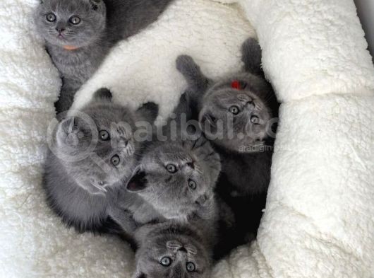 En Güzel Yavrular Iddia Ediyoruz Bebek Surat Bri̇ti̇sh Shorthai̇rler görsel