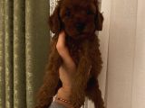 DarkRedBrown Poodle Bebişler