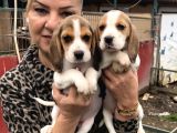 Üç Renk Harika Beagle Yavrularımız