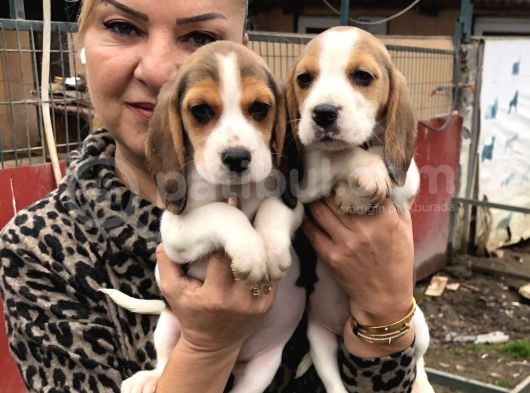 Üç Renk Harika Beagle Yavrularımız görsel