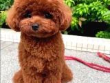 Resmi̇ Ruhsatli İşletmeden Toy Poodle Yavrular