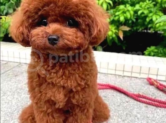 Resmi̇ Ruhsatli İşletmeden Toy Poodle Yavrular görsel