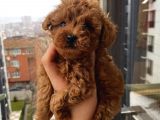 Aşılı Pasaportlu Poodle Bebekler