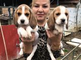 Üç Renk Harika Beagle Yavrularımız