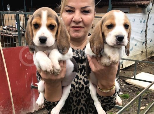 Üç Renk Harika Beagle Yavrularımız görsel