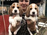Üç renk harika beagle yavrularımız