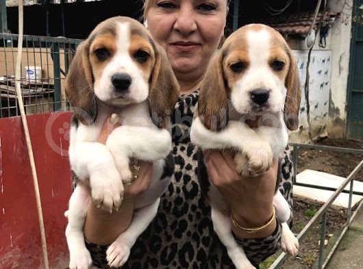 Üç renk harika beagle yavrularımız
