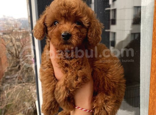 Aşılı Pasaportlu Poodle Bebekler görsel