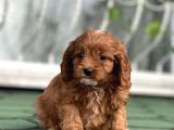 MİNİ CAVAPOO YAVRULARIMIZ