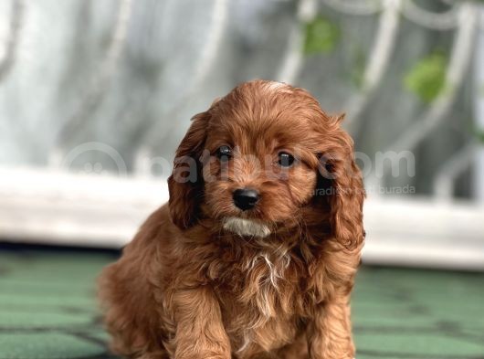 Mi̇ni̇ Cavapoo Yavrularimiz