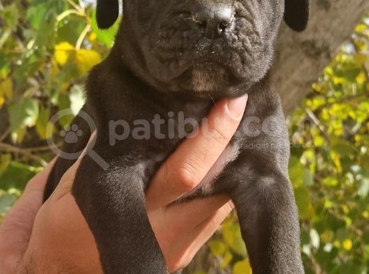 Blue Ve Siyah Cane Corso Yavrular görsel