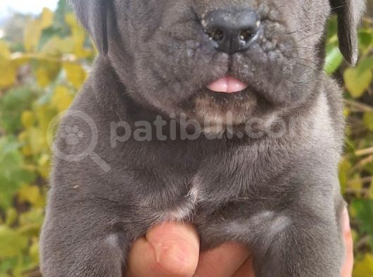 Blue Ve Siyah Cane Corso Yavrular görsel