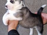Disi Erkek Sibirya Husky Bebeklerimiz