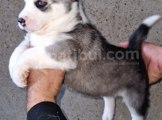 Disi Erkek Sibirya Husky Bebeklerimiz görsel