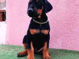 Dev Babadan Dev Yavrular Doberman Yavrulari