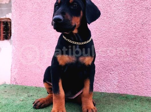 Dev Babadan Dev Yavrular Doberman Yavrulari görsel