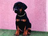 Dev Babadan Dev Yavrular Doberman Yavrulari