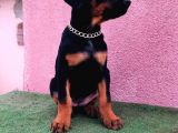 Dev Babadan Dev Yavrular Doberman Yavrulari