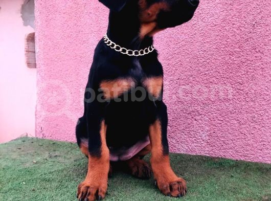 Dev Babadan Dev Yavrular Doberman Yavrulari görsel