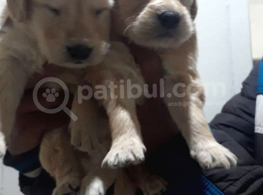 Bebek Yüzlü Golden Erkek Disi Bebekler görsel