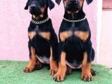Dev babadan dev yavrular doberman yavrulari