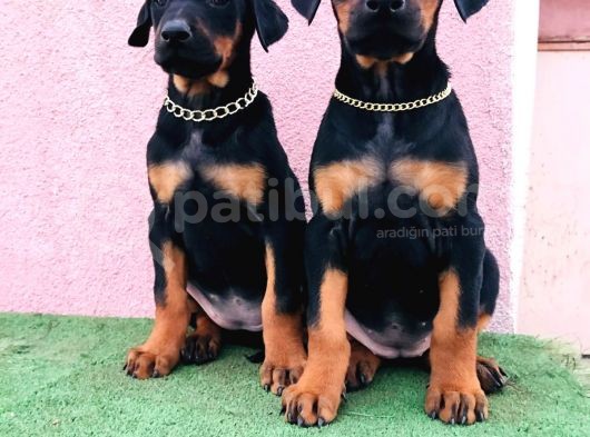 Dev Babadan Dev Yavrular Doberman Yavrulari