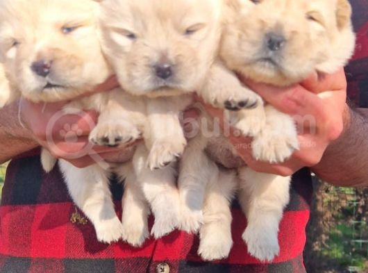 Chow Chow Bebekler görsel