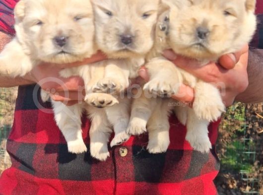 Chow Chow Bebekler görsel