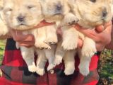 Chow chow bebekler