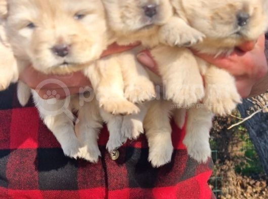 Chow Chow Bebekler görsel
