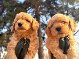 Toy Poodle