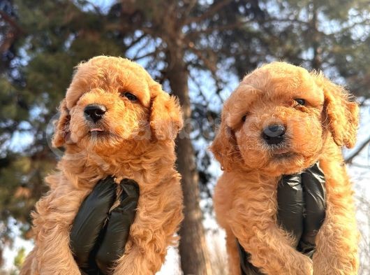 Toy Poodle