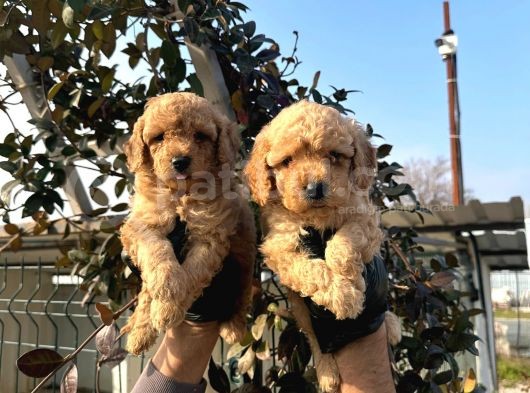 Toy Poodle görsel