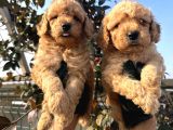 Toy Poodle