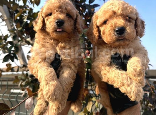 Toy Poodle görsel