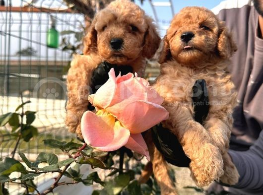 Toy Poodle görsel
