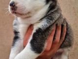Disi Erkek Sibirya Husky Bebeklerimiz