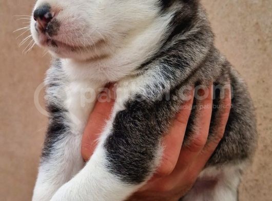 Disi Erkek Sibirya Husky Bebeklerimiz görsel