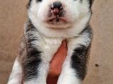 Disi Erkek Sibirya Husky Bebeklerimiz
