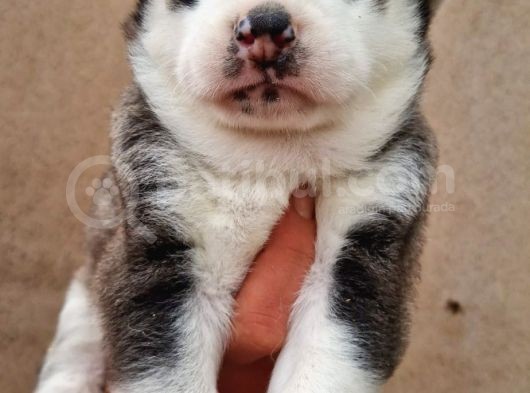 Disi Erkek Sibirya Husky Bebeklerimiz görsel