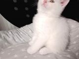 Mi̇nnaklar Sahi̇plendi̇ri̇meye Hazirdir