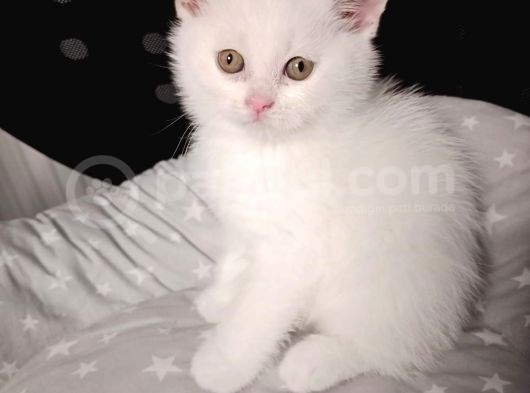 Mi̇nnaklar Sahi̇plendi̇ri̇meye Hazirdir görsel