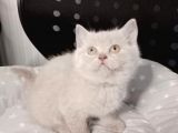 MİNNAKLAR SAHİPLENDİRİMEYE HAZIRDIR