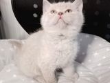 Mi̇nnaklar Sahi̇plendi̇ri̇meye Hazirdir