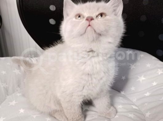Mi̇nnaklar Sahi̇plendi̇ri̇meye Hazirdir görsel